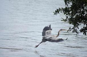 Great Blue Heron Taking Flight Over the Water photo