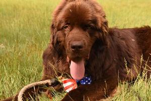 Brown Newfoundland Dog Resting and Laying in Tall Green Grass photo