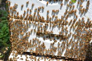 colmena de granja recubierta de abejas después de la polinización foto