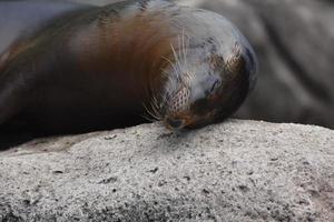 Adorable Sea Lion Getting Rubbed from a Rock photo