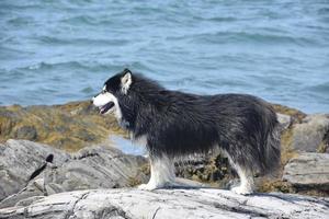 perro husky blanco y negro de pie junto al océano foto