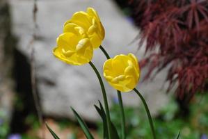 tres tulipanes de jardín amarillos que florecen en primavera foto