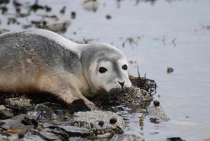 cachorro de foca de puerto en la orilla foto