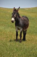 burro marrón oscuro parado en un campo grande foto