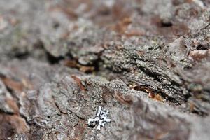 Lichen and Moss on Aged Hardwood Tree Bark photo