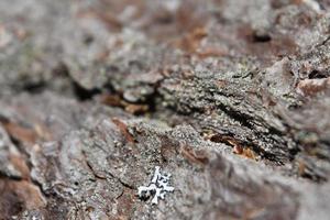 Liquen y musgo en corteza de árbol de madera dura envejecida foto