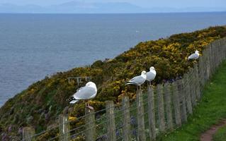 Four Seagulls Perched Along Fence Posts in St Bees photo