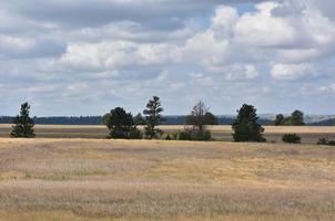 Tree Line on the Edge of Grasslands in the West photo