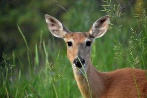 Deer Looking Through Blades of Grass in South Dakota photo