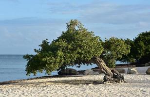 Early Morning View of Divi Tree in Aruba photo