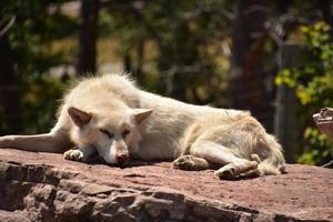 Sleeping White Wolf on a Large Rock photo