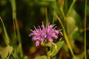 Bee Clinging To a Blooming Bee Balm Blossom photo