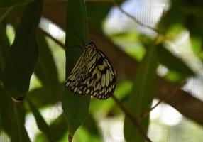bonita mariposa ninfa de árbol blanco y negro foto