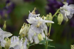 Beautiful White Granny's Bonnet Flower Blooming in a Garden photo