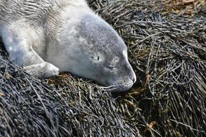 cachorro de foca bebé gris esponjoso en casco bay maine foto