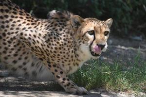 guepardo hambriento agachado y anticipando su próxima comida foto