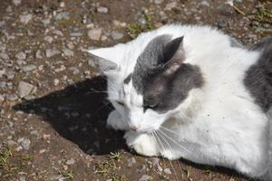 gato blanco y gris con suciedad en su pelaje foto