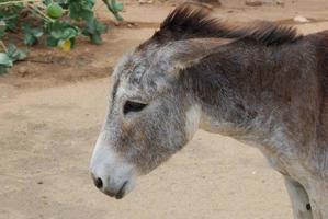 burro salvaje de aruba con las orejas tapadas foto