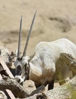 hermoso rostro de un oryx blanco con una dulce expresión foto