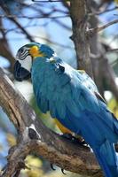 Stunning Blue Feathers on a Blue and Gold Macaw photo