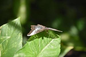 Stunning Look Up Close at a Butterfly with Wings Spread photo