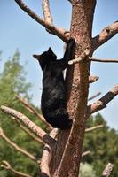 Juvenile Black Bear Cub Climbing up a Tree Trunk photo