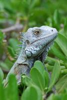 Green Iguana Up Close and Person photo
