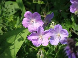 flores de geranio de cranesbill púrpura floreciente foto