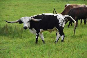 rebaño de ganado longhorn en un pasto foto