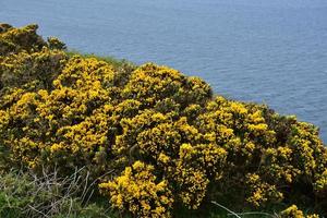 Gorse Bushes Lining the Sea Coast Above Fleswick Bay photo