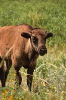 Grazing Young Bison Calf in the Summer photo