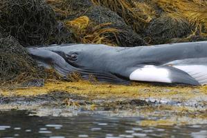 Up Close With a Minke Whale photo