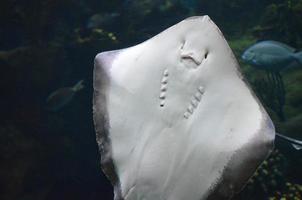 Soft Underside of a Ray's Belly Up Close photo