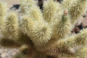 Spiney Cholla Cactus in Joshua Tree National Park photo