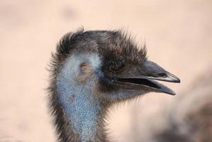 Feathered Large Emu Bird Profile photo