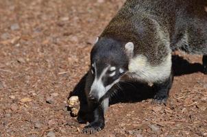 Candid of a Coati photo