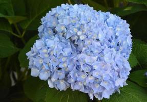 Pretty Light Blue Hydrangea Bush in Bloom photo