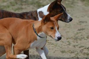 Pair of Basenji Dogs photo