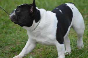 bulldog francés caminando con correa foto