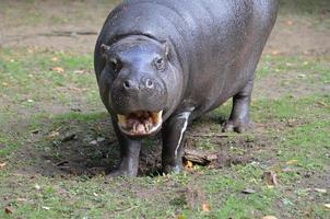 hipopótamo pigmeo listo para el examen dental foto