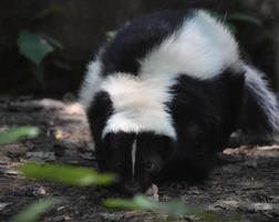 Creeping and Waddling Black and White Skunk photo