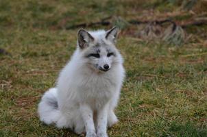 Adorable Swift White Fox photo