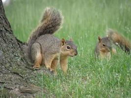 Pair of Playful Squirrels photo