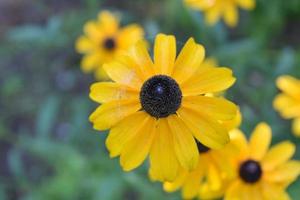 impresionantes flores de susan de ojos negros en flor en un día de verano foto
