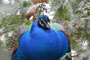 una mirada de cerca a un pavo real azul foto