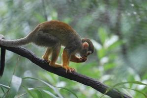 Snacking Young Common Squirrel Monkey on a Vine photo