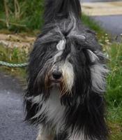 Very Shaggy Bearded Collie Dog with Lots of Fur photo