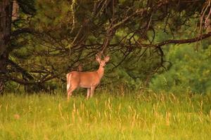 fantástico venado de cola blanca mirando alerta en un campo foto