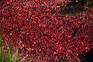 Growing Fresh Red Cranberries Floating in Water photo