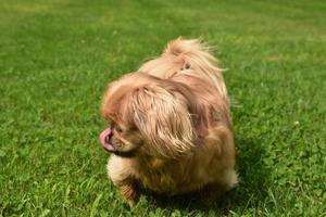 perro pequinés lamiendo su nariz mientras está afuera foto